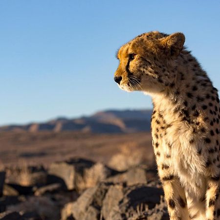 ホテル Neuras Wine And Wildlife Estate ナミブ＝ナウクルフト国立公園 エクステリア 写真
