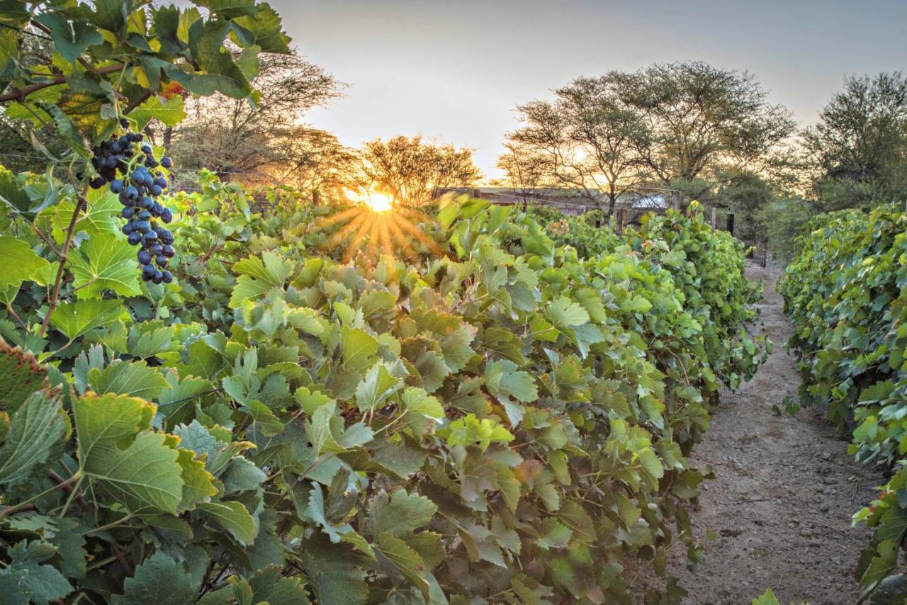 ホテル Neuras Wine And Wildlife Estate ナミブ＝ナウクルフト国立公園 エクステリア 写真